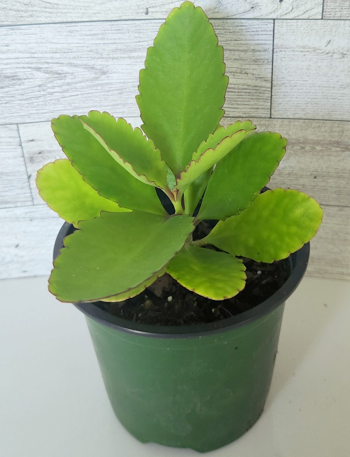 Kalanchoe Pinnata Leaf of Life Plant: Jamaican Herb/ Organic Plant - Etsy, image size:1226x1600