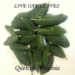 May include: A collection of fresh, green live oak leaves, with the text "LIVE OAK LEAVES" and "Quercus Virginia" in black script. The leaves are oval-shaped with smooth edges and visible veins.
