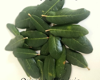 Live Oak leaves  Organic  100/ 200/ leaves Hand-picked and shipped