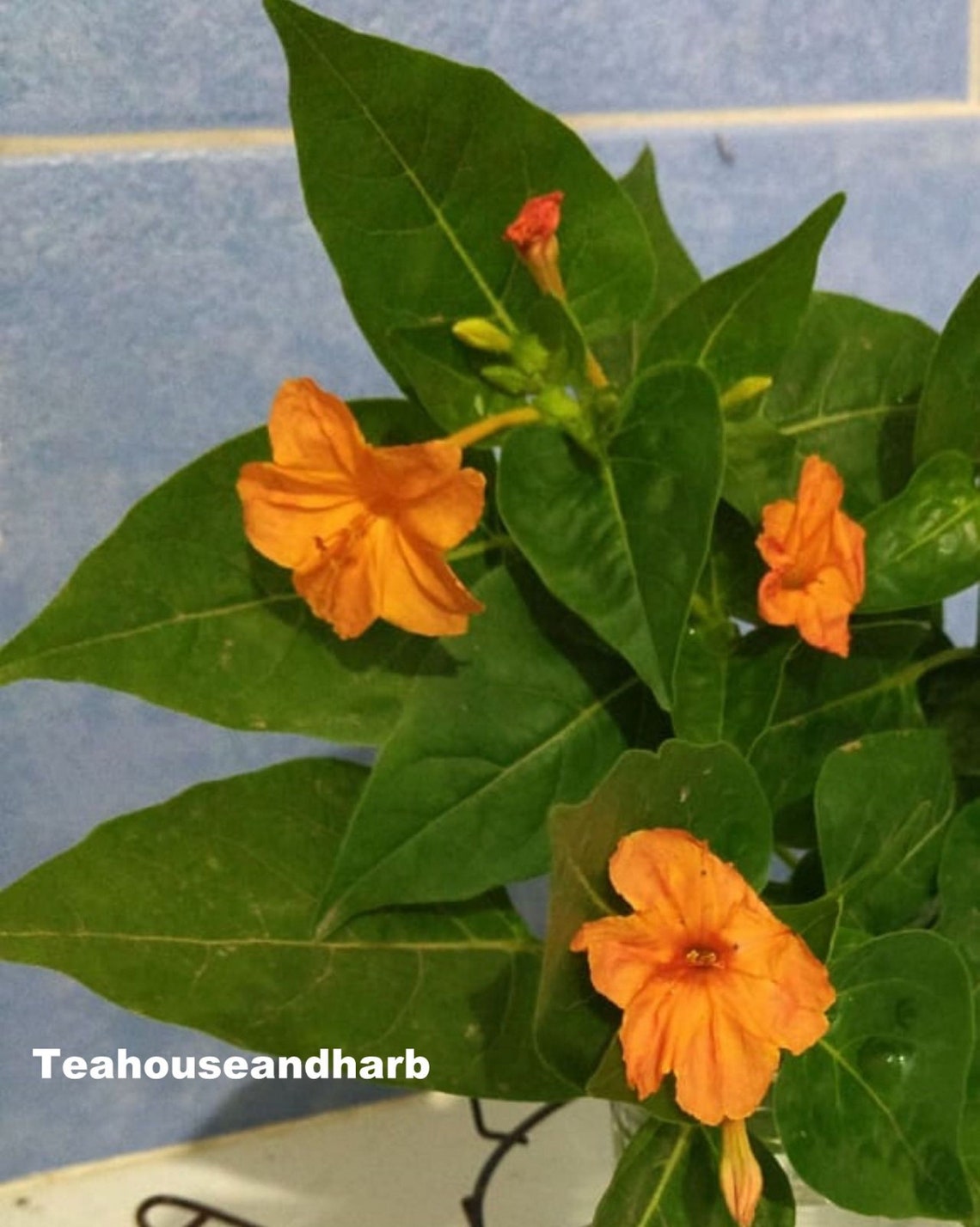 4 O'clock Flower Seeds Rare Colors Etsy