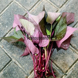 Sweet Potato cuttings, Purple leaves with roots/Edible leaf Vegetable Western/10 slps/ Ipomoea batala/ sweet yam