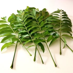 June plum organic  leaves   15  stems
