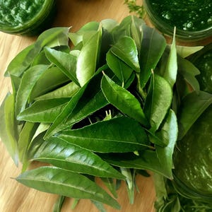 Fresh Indian Curry Leaves for your spicy curry - Fresh Organic Natural  Karapincha, Kari  Patta Murraya Koenicll Ceylon, Karapincha -3oz