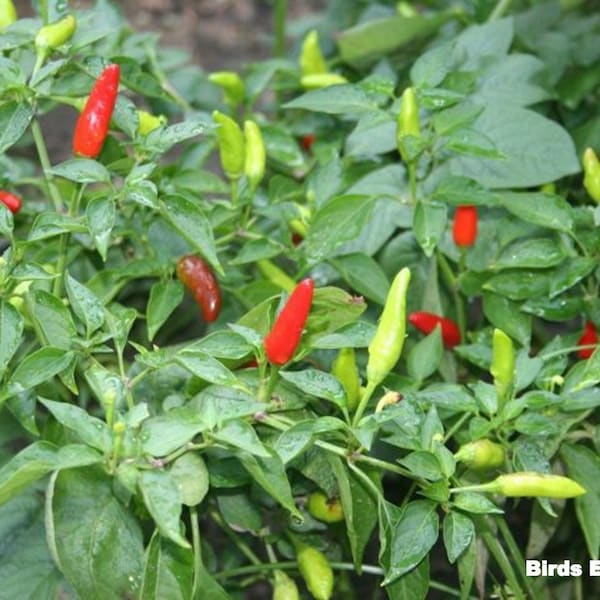 Graines de piment Bird's Eye : cultivées en Floride, piquantes et épicées