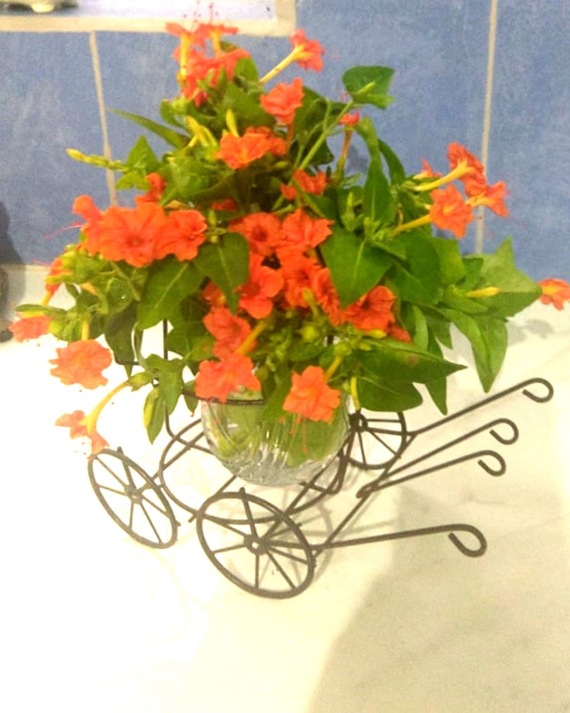 4 O'clock Flower Seeds Rare Colors Etsy