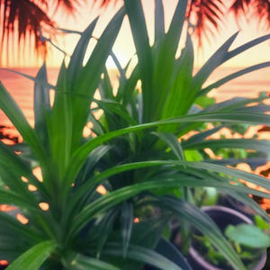 Peut inclure: Gros plan sur des feuilles de plantes vertes vibrantes avec un fond de coucher de soleil tropical. Les longues feuilles fines sont au centre, avec un arri&egrave;re-plan flou de palmiers et de ciel color&eacute;. La plante est dans un pot sombre.