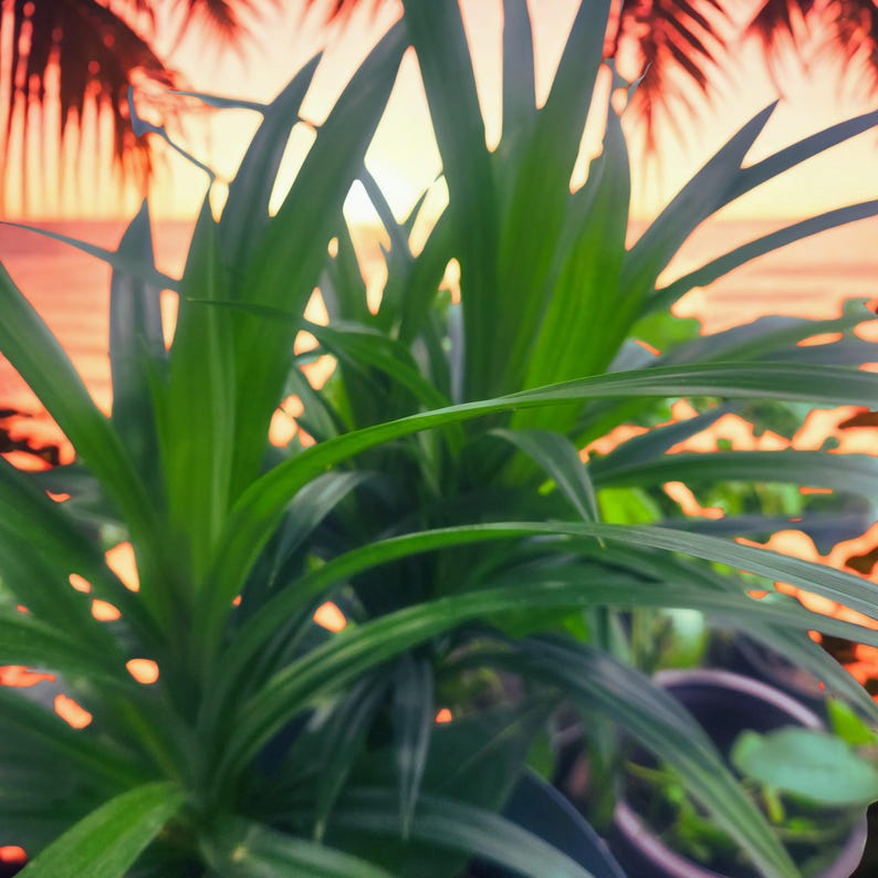 Peut inclure: Gros plan sur des feuilles de plantes vertes vibrantes avec un fond de coucher de soleil tropical. Les longues feuilles fines sont au centre, avec un arri&egrave;re-plan flou de palmiers et de ciel color&eacute;. La plante est dans un pot sombre.