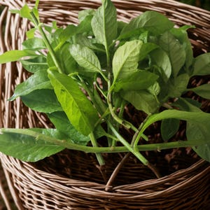 May include: A close-up of fresh green leafy vegetables, possibly herbs, in a woven brown basket. The leaves are a vibrant green, with visible veins and textures. The basket's weave is detailed, creating a natural, rustic aesthetic.