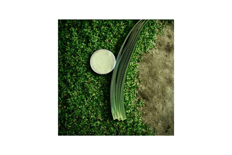 Peut inclure: Un petit r&eacute;cipient rond et argent&eacute; rempli d'une substance vert clair repose sur un lit de feuillage vert. Une longue feuille verte s'&eacute;tend sur le cadre, avec une section de surface beige visible &agrave; droite.