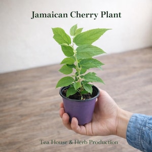 Jamaican Cherry Plant – Muntingia calabura Red Fruit Tree (4" Pot)