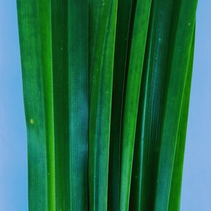 Op de afbeelding: Close-up van levendige groene pandanbladeren, die hun lange, slanke vorm en parallelle nerven laten zien. De bladeren zijn in een licht overlappend patroon gerangschikt, waardoor een textuur ontstaat. De achtergrond is zacht lichtblauw, wat een contrast vormt met het levendige groen.