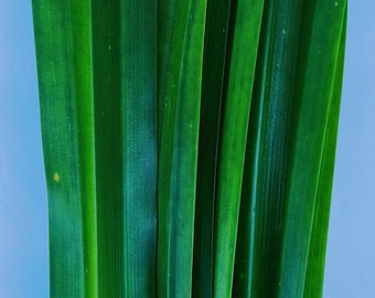 Pode incluir: Close-up de folhas de pandan verde vibrantes, mostrando sua forma longa e fina e suas veias paralelas. As folhas são dispostas em um padrão ligeiramente sobreposto, criando uma superfície texturizada. O fundo é azul claro, proporcionando um contraste com a folhagem verde.