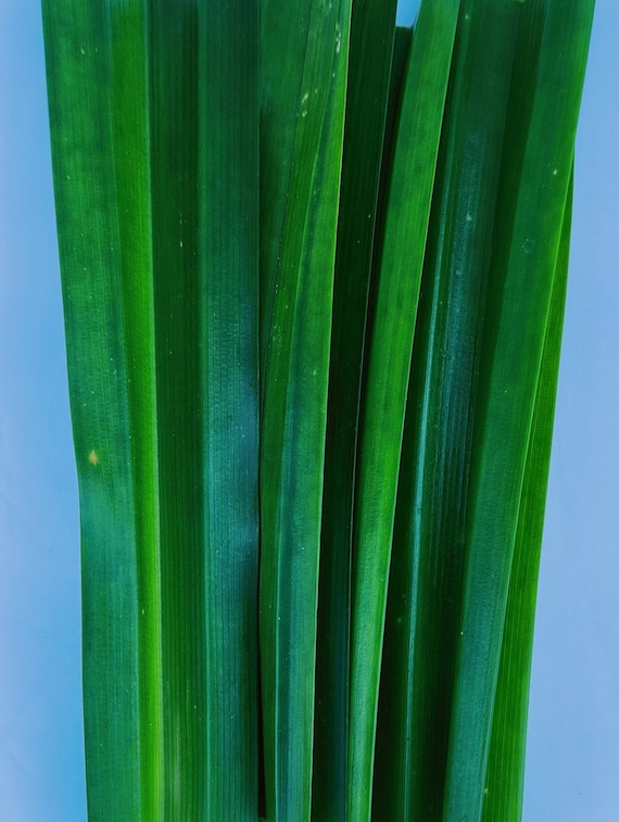 Pandan Leaves/ Florida-Grown/ Aromatic Essence for Soups & Curries/green house grow/  pestiside free