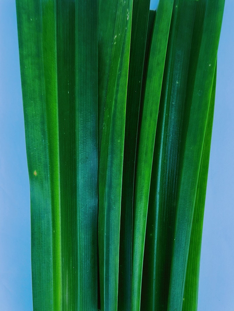 Peut inclure: Gros plan sur des feuilles de pandan vert vif, r&eacute;v&eacute;lant leur forme longue et fine et leurs nervures parall&egrave;les. Les feuilles sont dispos&eacute;es en chevauchement l&eacute;ger, cr&eacute;ant une surface textur&eacute;e. Le fond est bleu clair, offrant un contraste avec le feuillage vert.