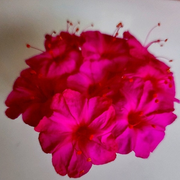 Graines de fleurs Four O'Clock : Mirabilis Jalapa magenta parfumé - 20 graines