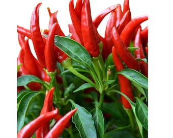 Ceylon   red, spicy Organic  chile seeds  150 seeds