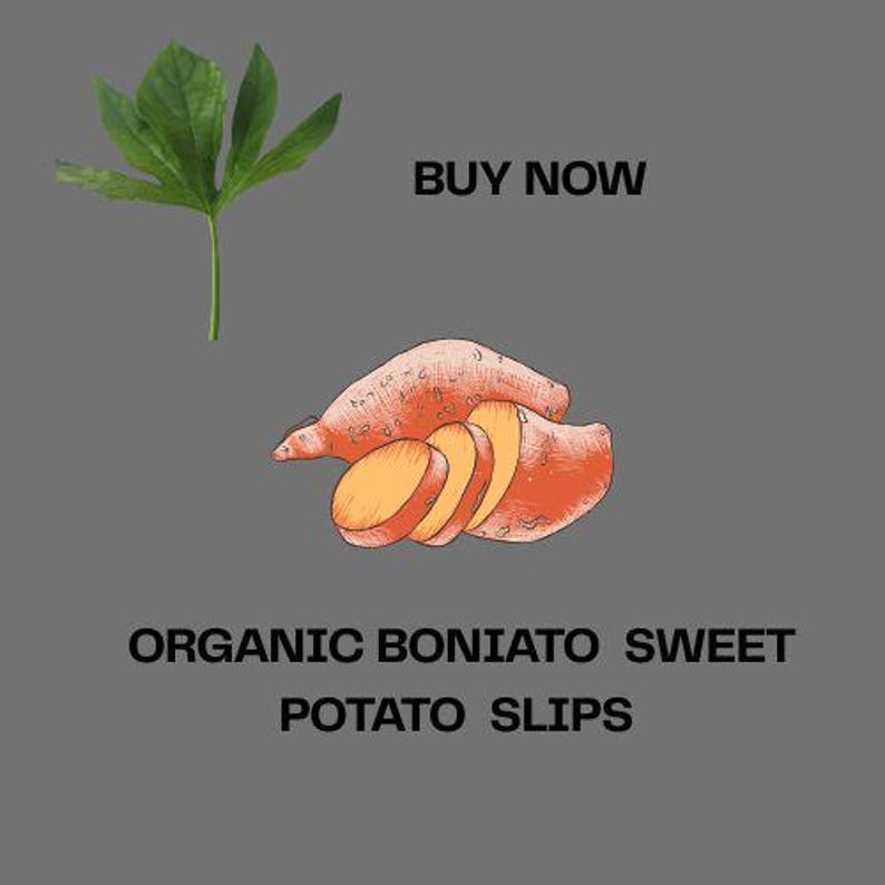 May include: An illustration of a boniato sweet potato, with several slices, and a green leaf on a gray background. Text reads "BUY NOW" and "ORGANIC BONIATO SWEET POTATO SLIPS".