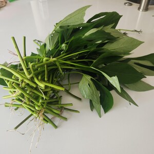 May include: A bundle of fresh, green sweet potato leaves and stems, with visible roots, arranged on a white surface. The leaves are a vibrant green, and the stems are a lighter green. The image showcases the natural texture and color of the produce.