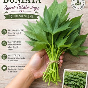 Boniato Sweet Potato Tops / Organic/ Ready to Plant/ not Rooted/ 10 stems