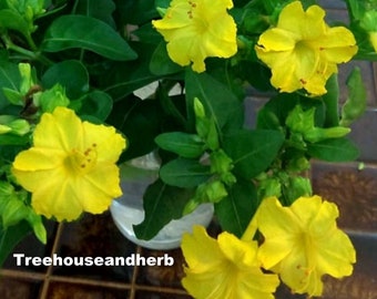 4 O'Clock Seeds - Fresh Four O'Clock Mirabils Jalapa Flowers Seeds (Yellow)