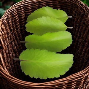 Miracle  leaves| Wonder of the world leaf, Podophyllum pinetum, or Kalanchoe pinnata succulent,  Fresh Jamaican Leaf of Life Herbs -