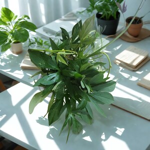 May include: A lush arrangement of green leaves dominates the frame, with various shades and textures. Several potted plants are visible in the background, including a small plant in a beige pot and a larger one in a black pot. Wooden coasters and a stack of white books are also present.