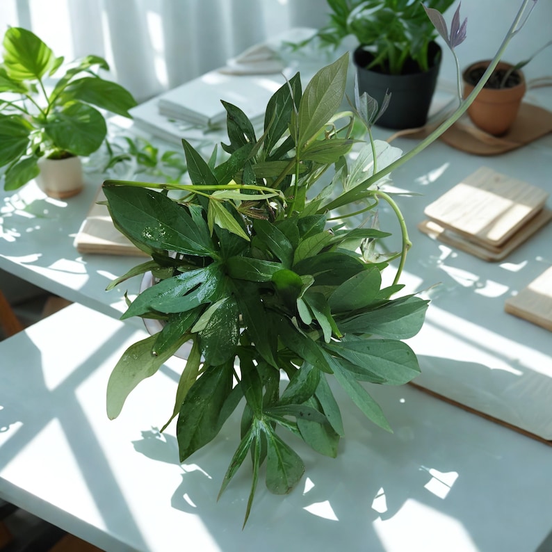 May include: A lush arrangement of green leaves dominates the frame, with various shades and textures. Several potted plants are visible in the background, including a small plant in a beige pot and a larger one in a black pot. Wooden coasters and a stack of white books are also present.