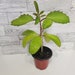 see more listings in the Live Plant section