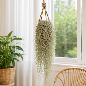 Musgo español vivo / Planta aérea / (Tillandsia Usneoides) de 20 a 24 pulgadas de largo
