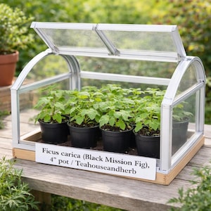 Ficus carica (Black Mission Fig) Live Plant – 4" Pot, Sweet Fruit Fig Tree, Easy Grow Edible Plant,