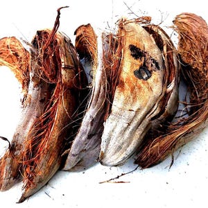 Coconut Husk Natural  Pieces: Eco-Friendly Plant Growing Media/ use for crafts