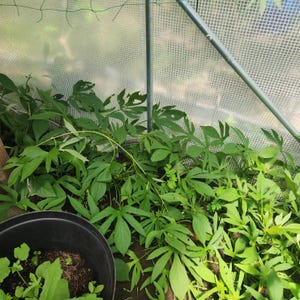 May include: A greenhouse interior filled with lush green plants. The plants have large, lobed leaves and are growing in a black pot. The structure has a clear plastic covering and metal supports, creating a controlled environment for the plants.
