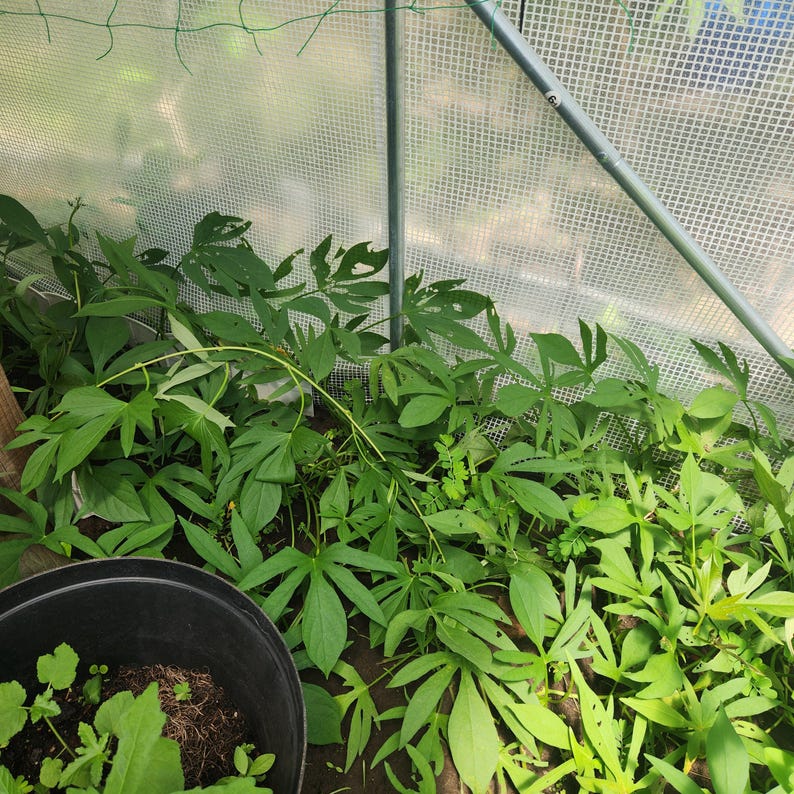 May include: A greenhouse interior filled with lush green plants. The plants have large, lobed leaves and are growing in a black pot. The structure has a clear plastic covering and metal supports, creating a controlled environment for the plants.