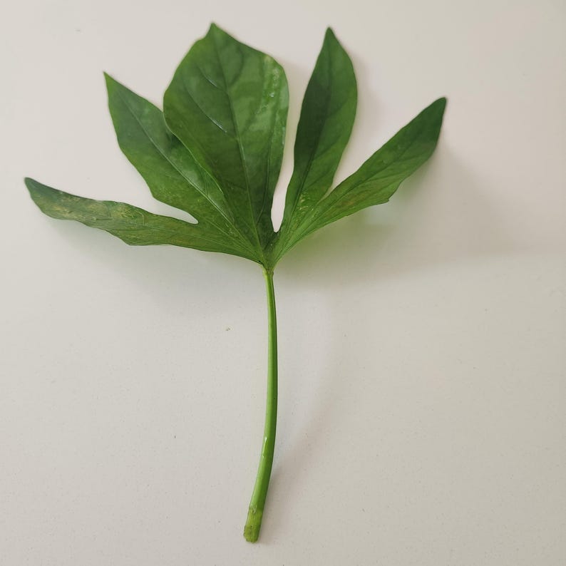 May include: A single, vibrant green leaf with a unique, multi-lobed shape. The leaf has a long, slender stem and is set against a plain white background. The leaf's texture appears smooth with visible veins.
