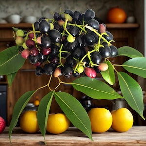 Könnte beinhalten: Ein Bund dunkelvioletter Beeren mit grünen Stielen und Blättern, zusammen mit mehreren gelben Früchten und einer roten Frucht. Die Anordnung befindet sich vor einem hölzernen Hintergrund, mit einem Blick in eine Küche im Hintergrund.