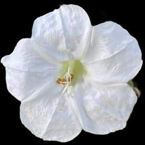 May include: A white flower with a five-pointed star shape and a yellow center. The flower has a delicate, papery texture.