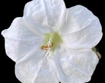 4 O'Clock Seeds - Fresh Four O'Clock 20 Seeds Beautiful Flowers (White)