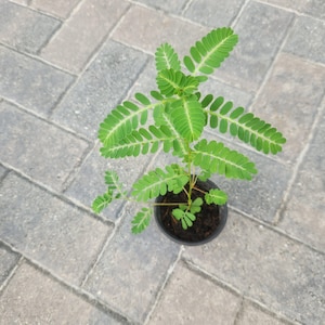 Può includere: Una piccola pianta verde con foglie delicate e piumate in un vaso nero. La pianta è centrata nell'immagine, su uno sfondo di mattoni grigi. Le foglie sono di un verde vibrante e la pianta sembra sana.