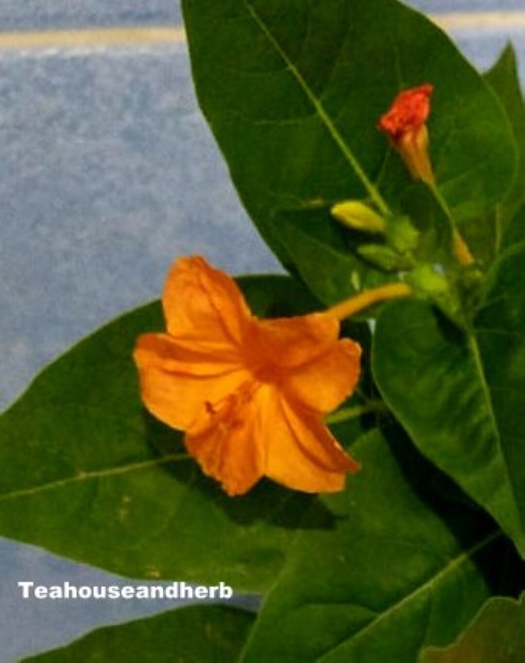 4 O'clock Flower Seeds Rare Colors Etsy