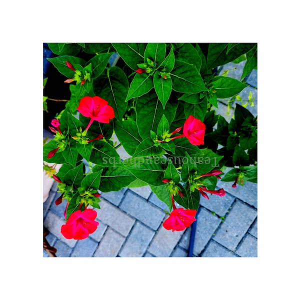 Graines de fleurs Four O'Clock - Découvrez la beauté de la nature avec des fleurs rouges Attendez 20 graines.