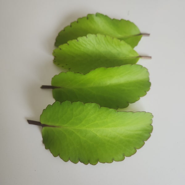 Boutures de feuilles miracles/Feuille de vie jamaïcaine/Kalanchoe Pinnata/Bio/culture en serre.