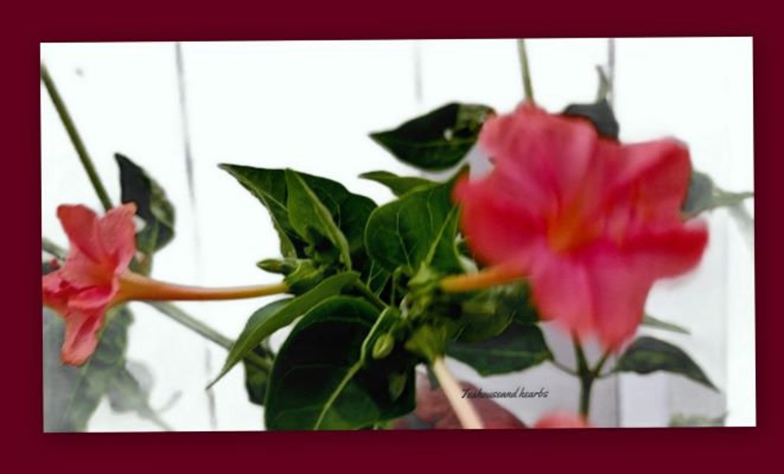 4 O'clock Flower Seeds Rare Colors Flowers Are Fragrant Etsy