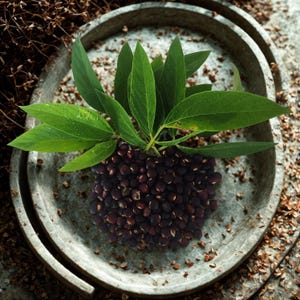 Taube Erbsen Samen: Dhal Organic - 25 Samen