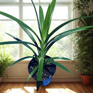 Peut inclure: Une plante de pandan vert vif dans un pot bleu. La plante a de longues feuilles fines qui rayonnent vers l'ext&eacute;rieur. Le pot est pos&eacute; sur un sol en bois, avec une fen&ecirc;tre et d'autres plantes en arri&egrave;re-plan. La plante est une plante d'int&eacute;rieur.