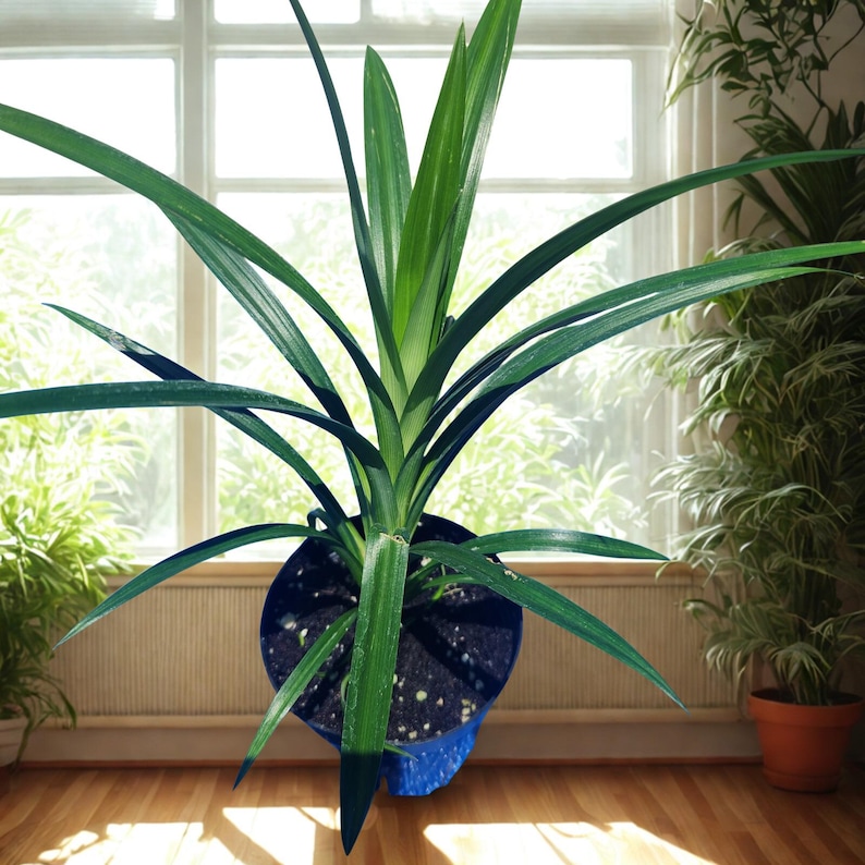 Peut inclure: Une plante de pandan vert vif dans un pot bleu. La plante a de longues feuilles fines qui rayonnent vers l'ext&eacute;rieur. Le pot est pos&eacute; sur un sol en bois, avec une fen&ecirc;tre et d'autres plantes en arri&egrave;re-plan. La plante est une plante d'int&eacute;rieur.