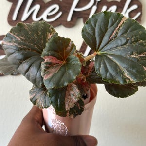 Cucullata Variegated - Etsy