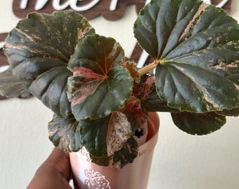 US Seller EXACT PLANT Pink Variegated Begonia Cucullata Pink