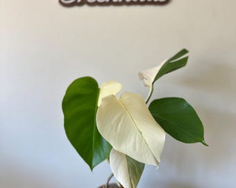 Monstera Albo | Small Form/Borsigiana | Highly Variegated | Sectoral | Full Moon | Half Moon | “Ghost Lava” | Unique Var | Free Shipping