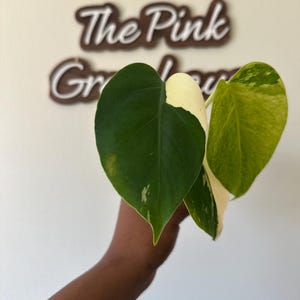 May include: Close-up of a plant with large, heart-shaped leaves. The leaves are a mix of dark green, light green, and creamy white. The text "The Pink Greenhouse" is visible in the background.