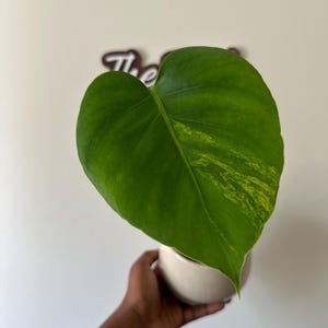 Monstera Albo Full Moon - Etsy